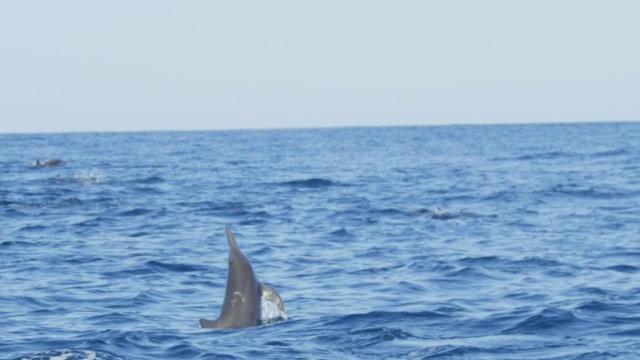 SLOMO MS旋转海豚垂直跳跃，并做螺旋旋转视频下载
