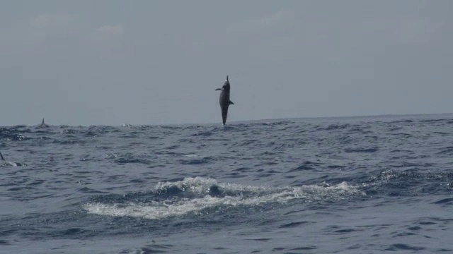 一组6只旋转海豚垂直跳跃，并按顺序旋转视频下载