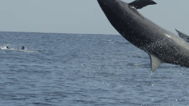 SLOMO CU旋转海豚非常接近相机旋转和下降通过框架的侧面视频下载