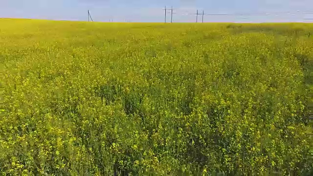 低低飞过盛开的油菜籽田视频下载