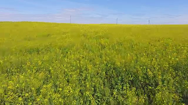 低低飞过盛开的油菜籽田视频素材