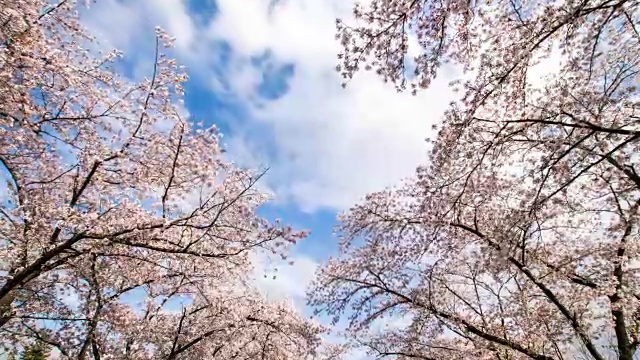博蒙丹吉国家休闲中心樱花盛开视频素材