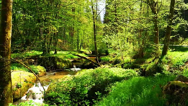 流淌在田园诗般的春林中的小溪视频下载