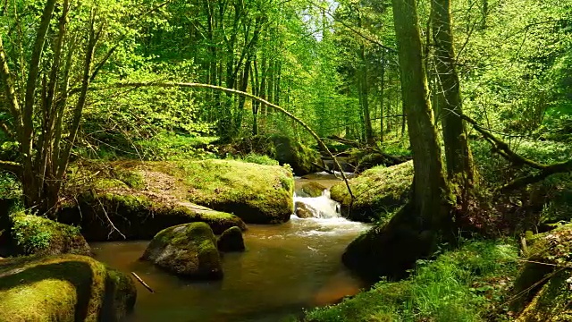 流淌在田园诗般的春林中的小溪视频下载