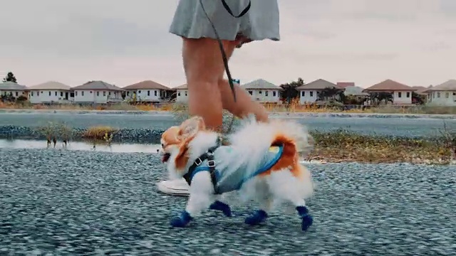 女人带着她的狗散步-稳定器拍摄视频下载