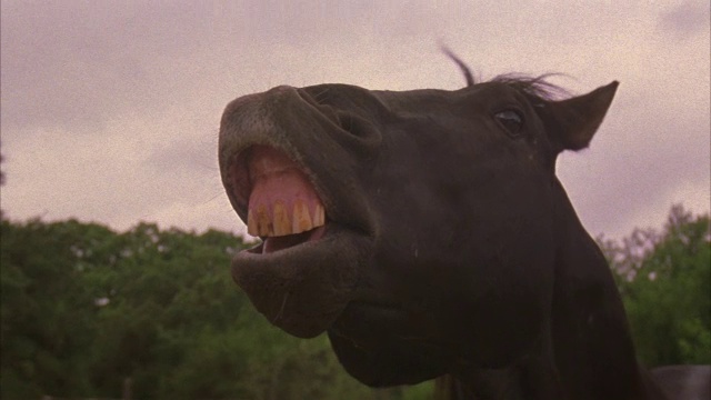 一匹黑马嘶鸣着露出牙齿。视频下载