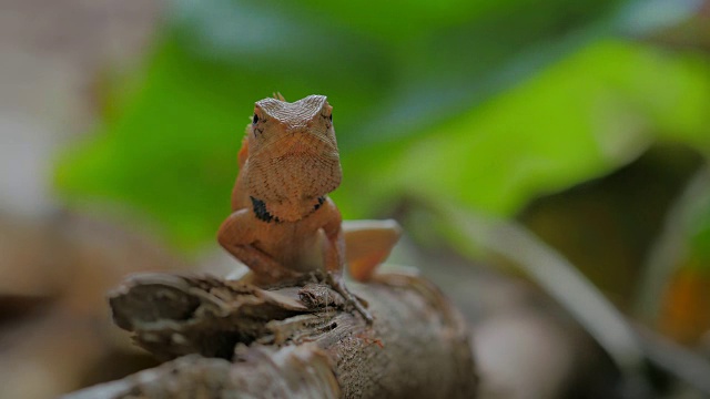 自然界中的蜥蜴视频下载