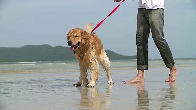 狗在沙滩上用慢镜头晃动着身体。视频下载