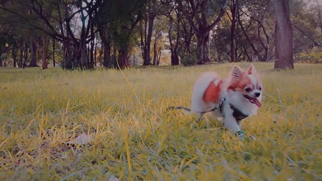 在公园里跑步的吉娃娃狗视频下载