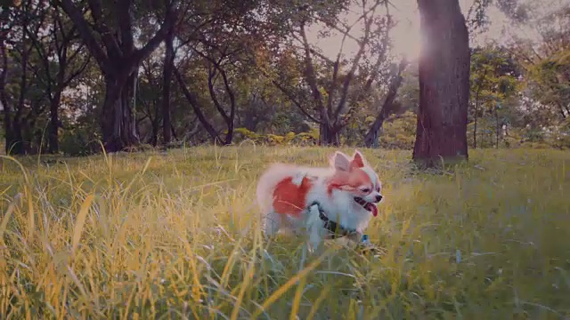 在公园里跑步的吉娃娃狗视频下载
