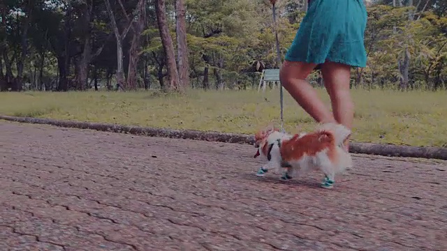 女人和吉娃娃狗在公园散步视频下载