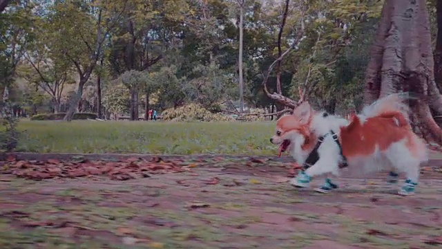 狗在公园里跑视频下载