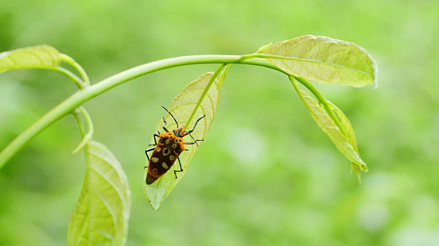 森林中绿叶上的甲虫。视频下载
