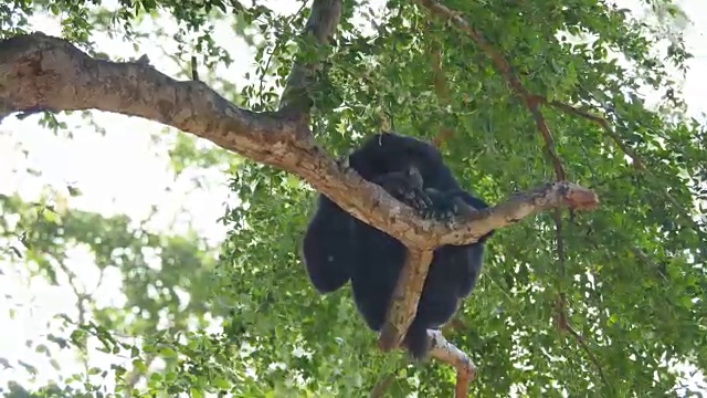 猴子坐在树上。视频下载