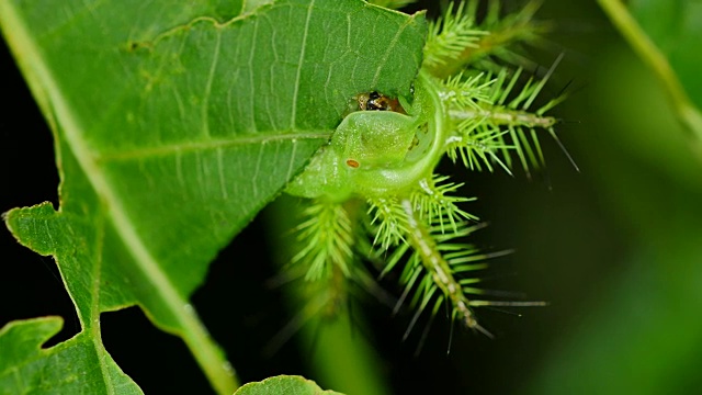 毛虫在泰国的森林里吃树叶。视频下载