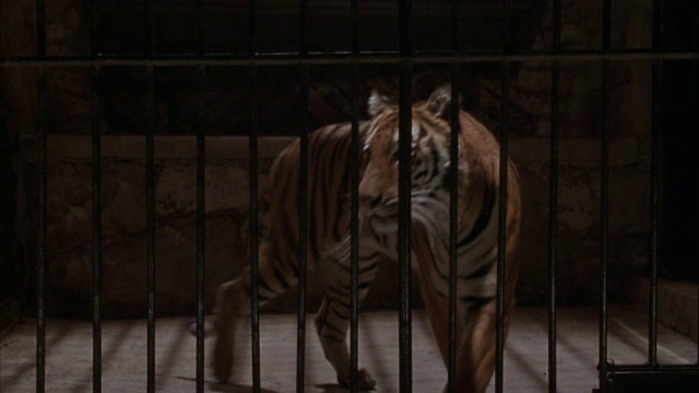 笼子里的老虎的特写。视频下载