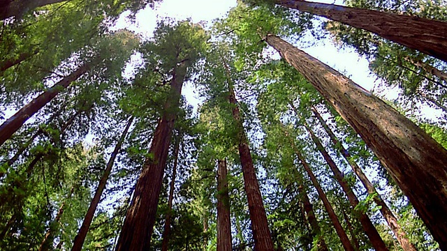 宽镜头倾斜的树木在红木国家公园/加利福尼亚视频素材