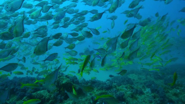 穿过密集的斧鱼鱼群的水下轨迹视频素材