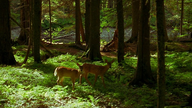 2只鹿在森林里吃草视频素材