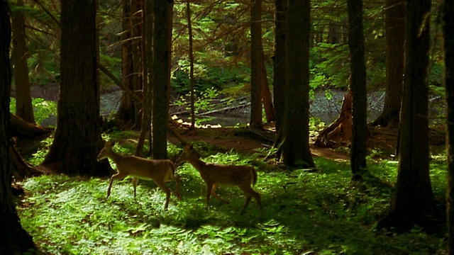 2只鹿穿过森林视频素材