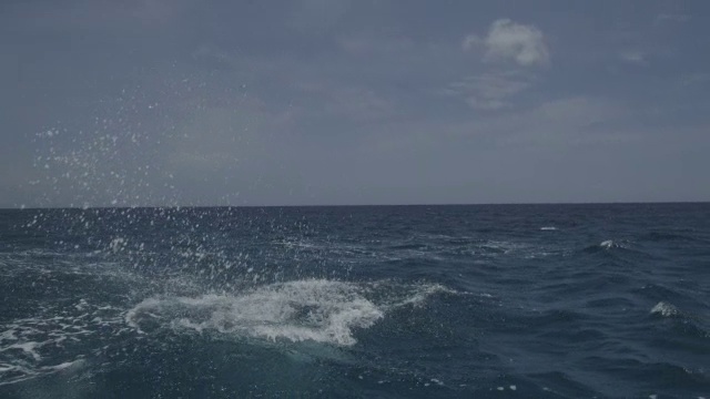 宽吻海豚跃出公海的水面视频下载