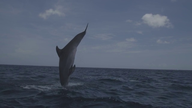 宽吻海豚在公海上跳了两次视频下载