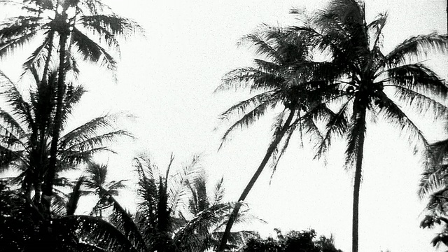 黑色和白色低角度中拍摄潘棕榈树在风中摇曳视频下载