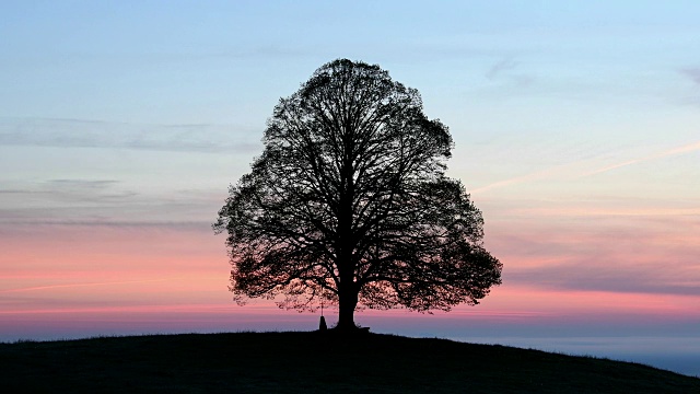 黎明时分，德国巴伐利亚的酸橙树视频下载