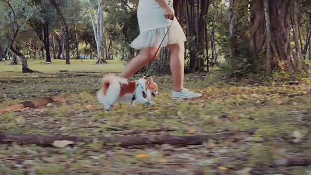 女孩和吉娃娃狗散步视频下载