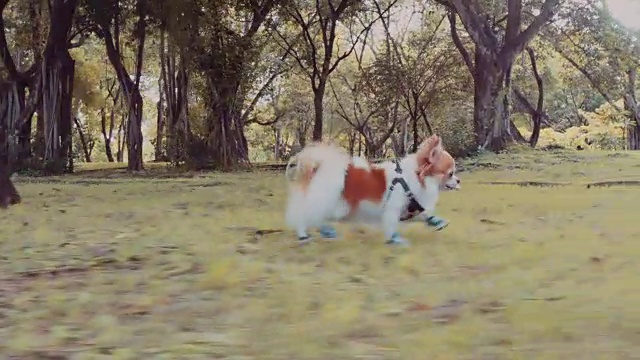 吉娃娃狗在田野上奔跑视频下载