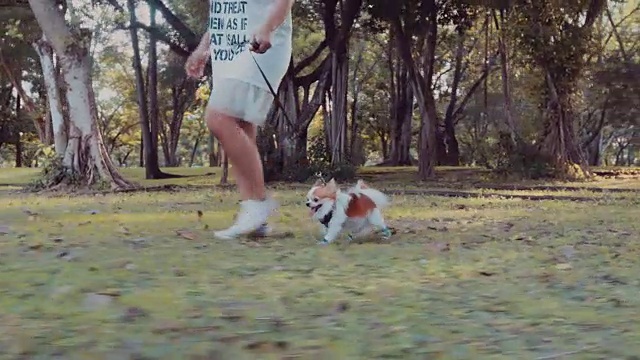 女孩和她的吉娃娃狗散步视频下载