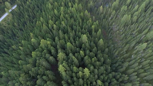 空中俯瞰松林视频素材