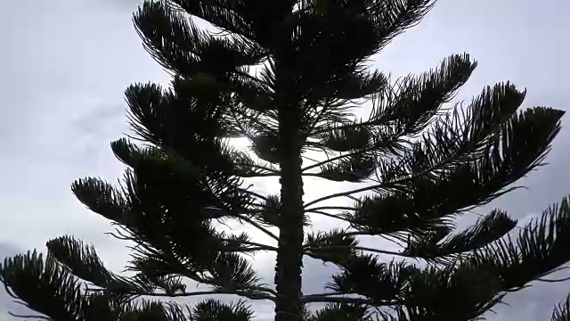 树在风中摇曳视频下载