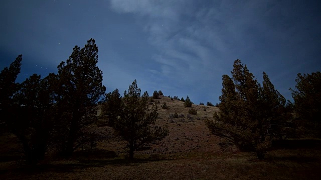 山坡上灌木丛生的西杜松树在月光的阴影下移动剪影视频素材