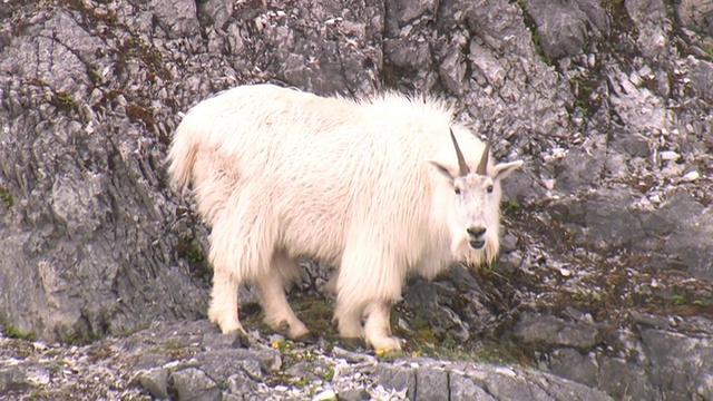 在岩石山坡上放牧的山羊，冰川湾国家公园和保护区，阿拉斯加，美国视频素材