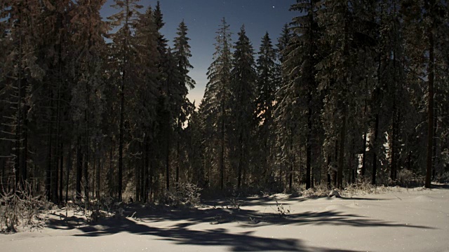 白雪皑皑的云杉树林视频素材