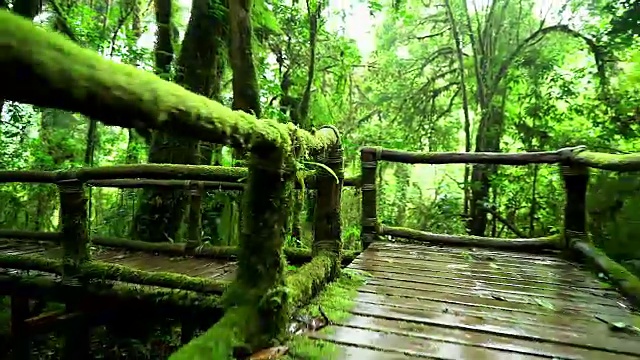 4K:天然雨林中的木桥。视频下载