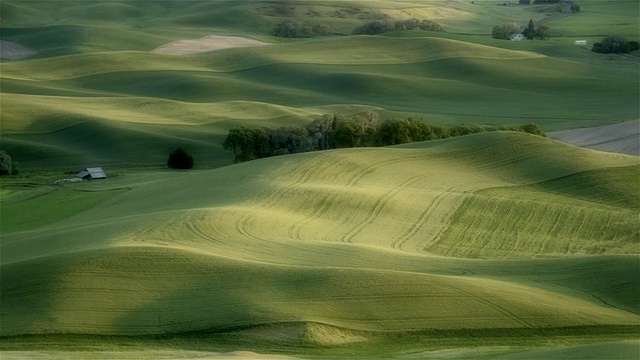 HA WS PAN起伏的绿色山丘和农田/帕卢斯，华盛顿州，美国视频下载