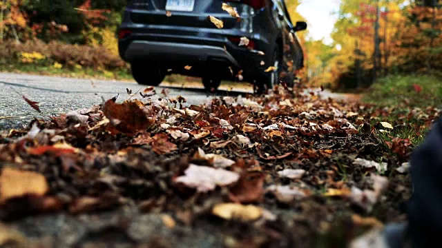在加拿大的秋天里，在落葉中開車視頻素材