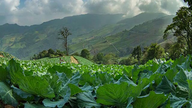种植在山上的生菜田视频素材