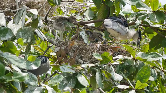 在树上筑巢的鸟(黑冠夜鹭)。视频下载