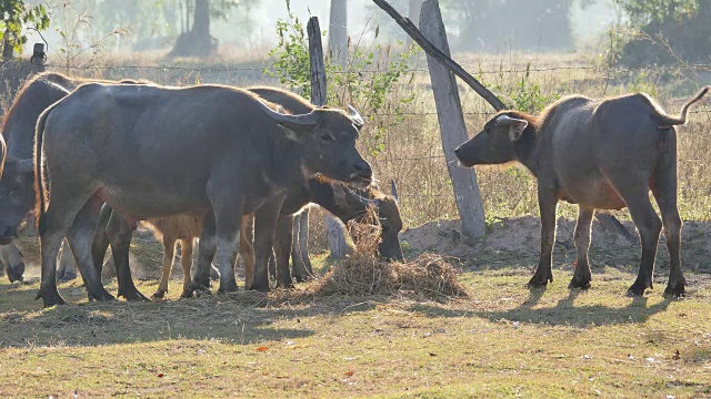 水牛在早上吃草。视频下载