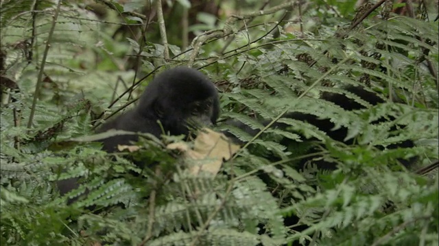 乌干达布温迪国家公园，山地大猩猩(山地大猩猩)背着婴儿走过森林视频素材