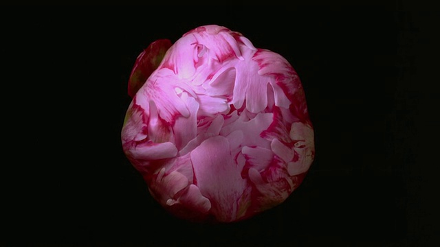 T/L, CU，粉紅色牡丹在黑色背景下開放視頻素材
