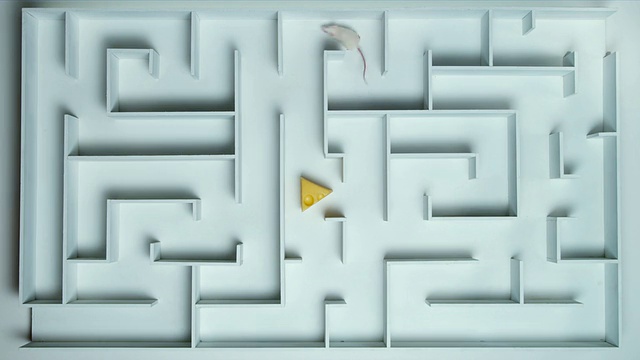 HA, WS，小白鼠在迷宫中找到了平静的奶酪视频下载