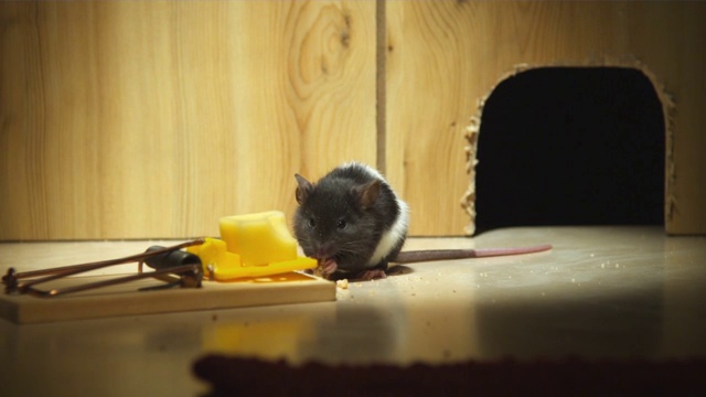 老鼠在老鼠洞前吃面包屑视频素材