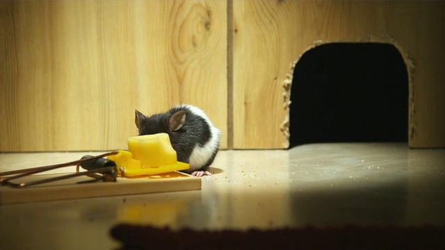 老鼠在鼠洞前盯着鼠夹视频素材