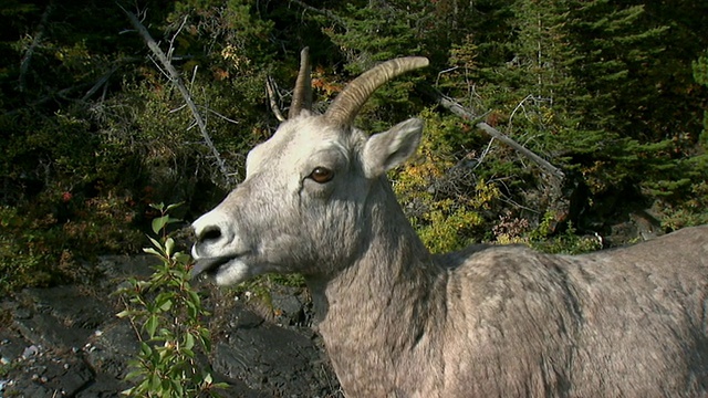 加拿大大角羊，沃特顿湖国家公园，加拿大阿尔伯塔省视频素材