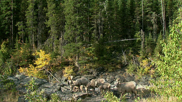 一群大角羊(加拿大绵羊)在岩石山坡上，沃特顿湖国家公园，阿尔伯塔，加拿大视频素材