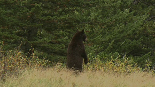 加拿大阿尔伯塔省沃特顿湖国家公园草地上的美国黑熊视频素材